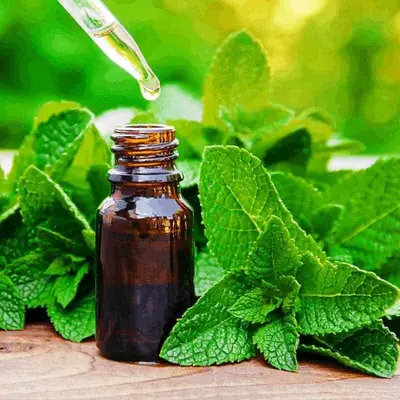 Mint Flavor Oil, bulk cosmetic raw material