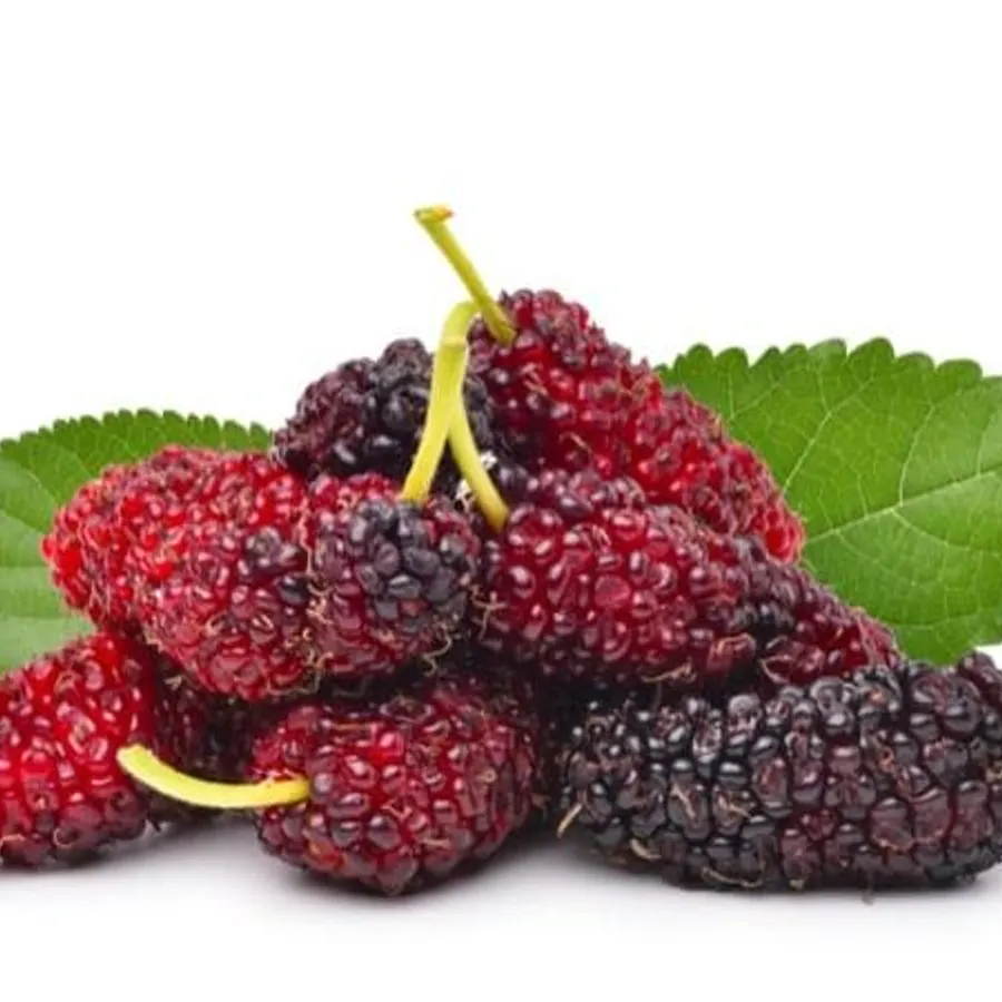 Mulberry Liquid Extract, bulk cosmetic raw material
