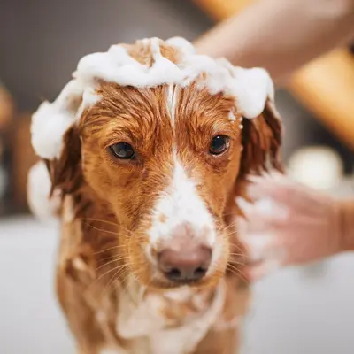 Pet Shampoo, bulk cosmetic raw material