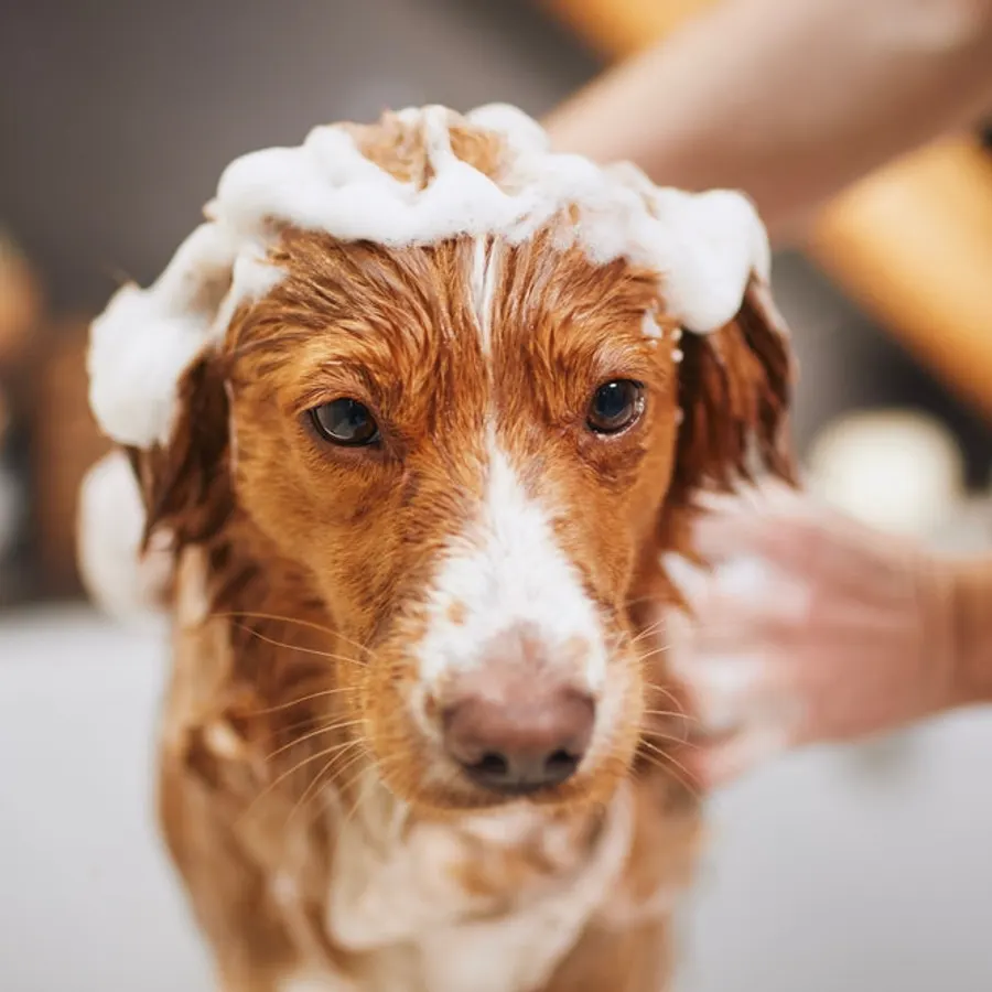 Pet Shampoo, bulk cosmetic raw material