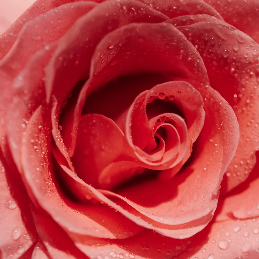 Rose Flavor Oil, bulk cosmetic raw material