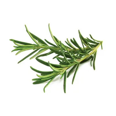 Rosemary Oleoresins, bulk cosmetic raw material