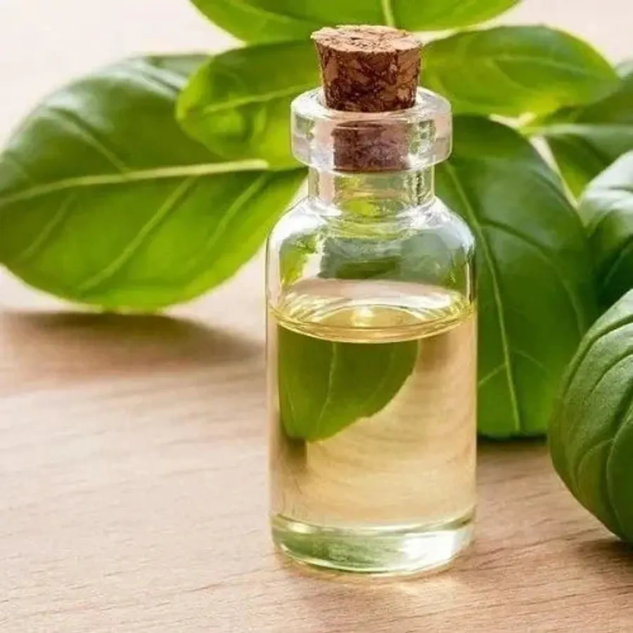 Tulsi Flavor Oil ( Holy Basil Flavoured Oil), bulk cosmetic raw material